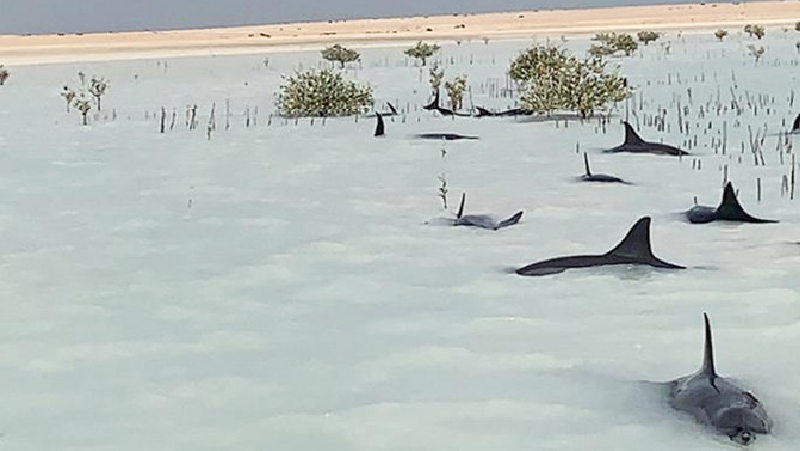 Trên thế giới, mỗi năm có khoảng 2.000 thú có vú dưới biển chết do bị mắc cạn, trong đó có cá heo.