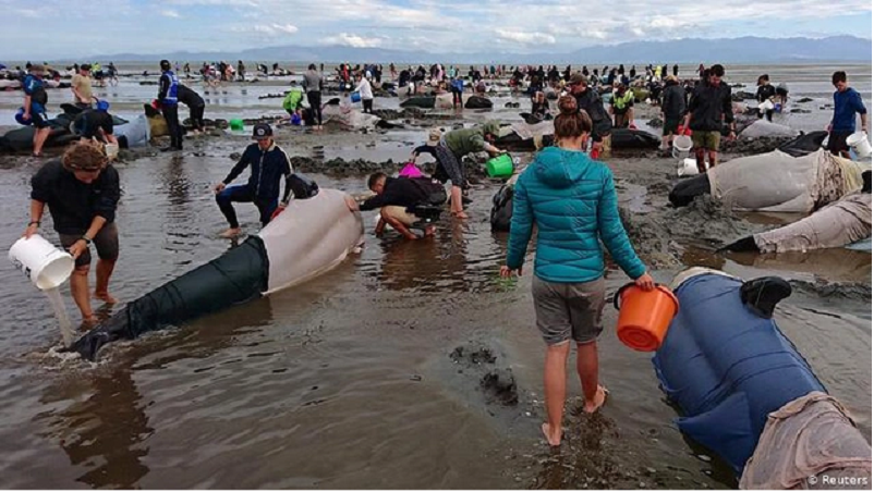 Khi một con cá heo được phát hiện mắc cạn, các đội cứu hộ thường cố gắng làm mát cơ thể cho chúng và phối hợp với các đơn vị chức năng để đưa những con vật này trở về biển. 