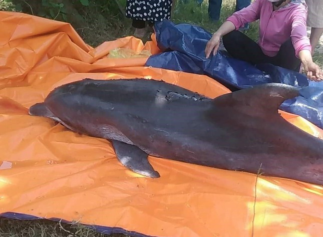 Con cá heo mắc cạn có chiều dài khoảng 2m, trọng lượng khoảng 220kg sau đó đã được người dân an táng theo phong tục địa phương. Ảnh: Tiền Phong.