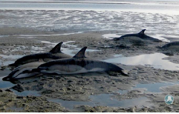 Ở một số quốc gia, người ta thiết lập các đường dây nóng để huy động được nhiều người hỗ trợ một cách nhanh nhất. Nhưng với nhiều con vật đã kiệt sức thì ngay cả những biện pháp khẩn cấp này cũng vẫn là quá muộn.