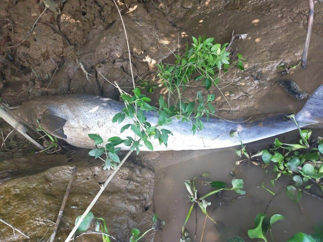 Khoảng 9h30 phút ngày 25/4 người dân xã Liên Lộc, huyện Hậu Lộc, Thanh Hóa phát hiện 1 con cá heo trong tình trạng đã chết, trôi dạt vào khu vực sông Sung.