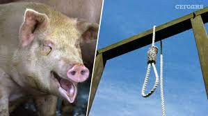 Một chi tiết thú vị là trong ngày hành quyết, con lợn được đeo một chiếc mặt nạ có gương mặt của con người. Sau đó, đao phủ thực hiện treo cổ "tử tù bốn chân" trước mắt công chúng.