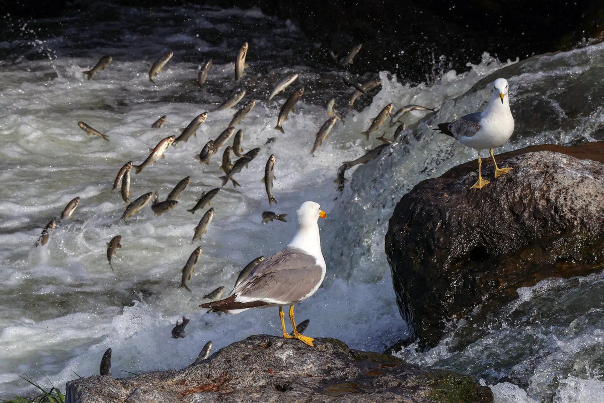 Những con mòng biển săn cá đối khi đàn cá đang di cư đến vùng nước ngọt để sinh sản ở Van, Thổ Nhĩ Kỳ. (Ảnh: Anadolu Agency/Getty Images)