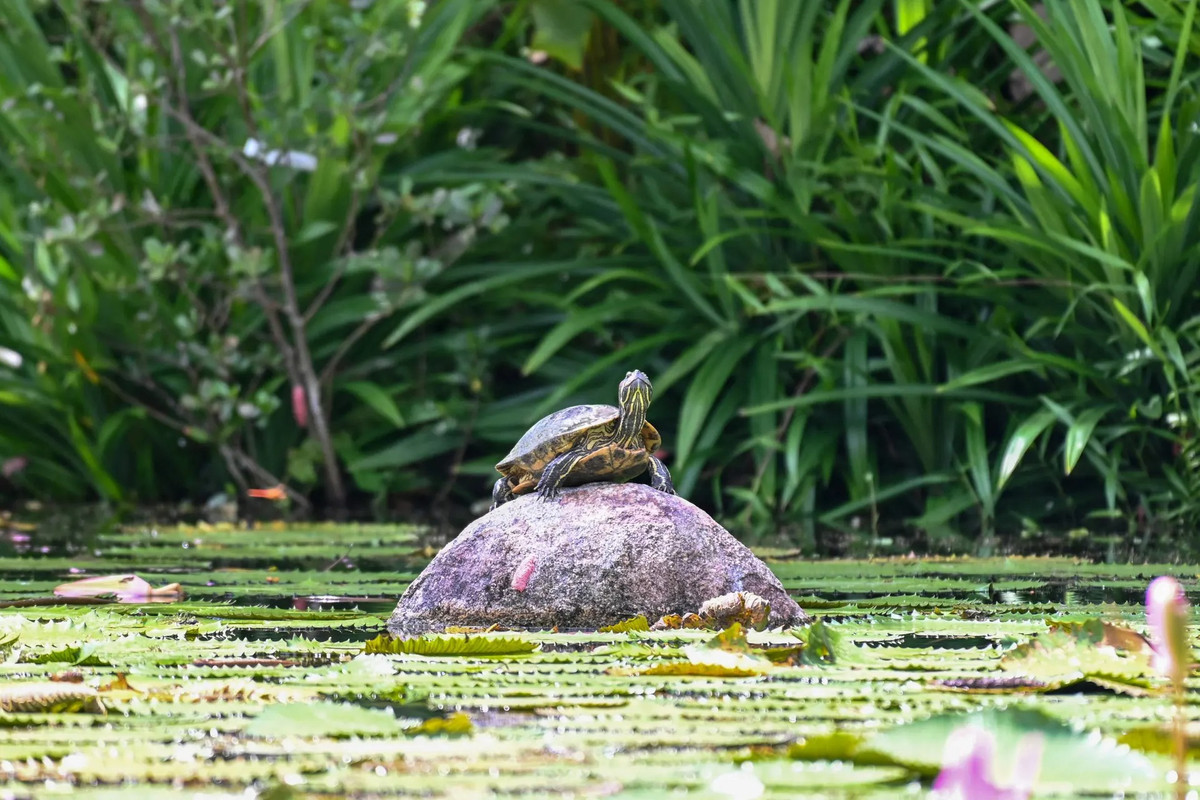 Một con rùa Terrapin nằm nghỉ trên tảng đá trong một cái ao ở Gardens by the Bay, Singapore. (Ảnh: AFP/Getty Images)