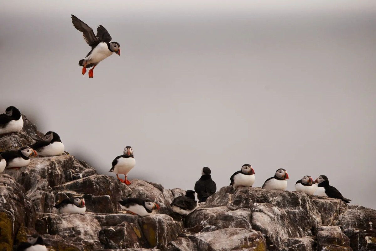 Các nhân viên kiểm lâm của National Trust tiến hành kiểm kê số lượng chim hải âu cổ rụt (Puffin) trên đảo Farne, Vương quốc Anh. Cuộc khảo sát được tiến hành hằng năm nhằm đánh giá tình trạng khu vực sinh sản của loài hải âu cổ rụt Đại Tây Dương. (Ảnh: The Guardian)
