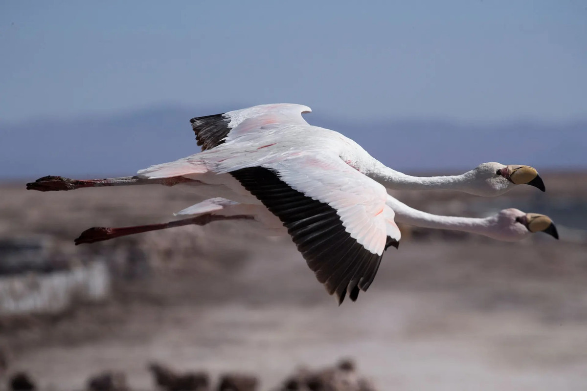 Hai con chim hồng hạc bay qua khu vực đầm phá Chaxa ở bình nguyên muối Atacama Salar, San Pedro de Atacama, Chile. (Ảnh: Reuters)