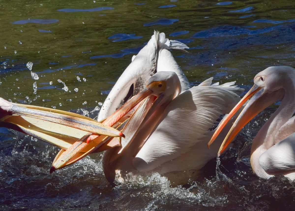 Những con bồ nông tại Công viên St. James’s (London, Vương quốc Anh) đan mỏ vào nhau khi đang cố gắng bắt một con cá từ nhân viên của công viên. (Ảnh: ZUMA Press Wire/REX/Shutterstock)