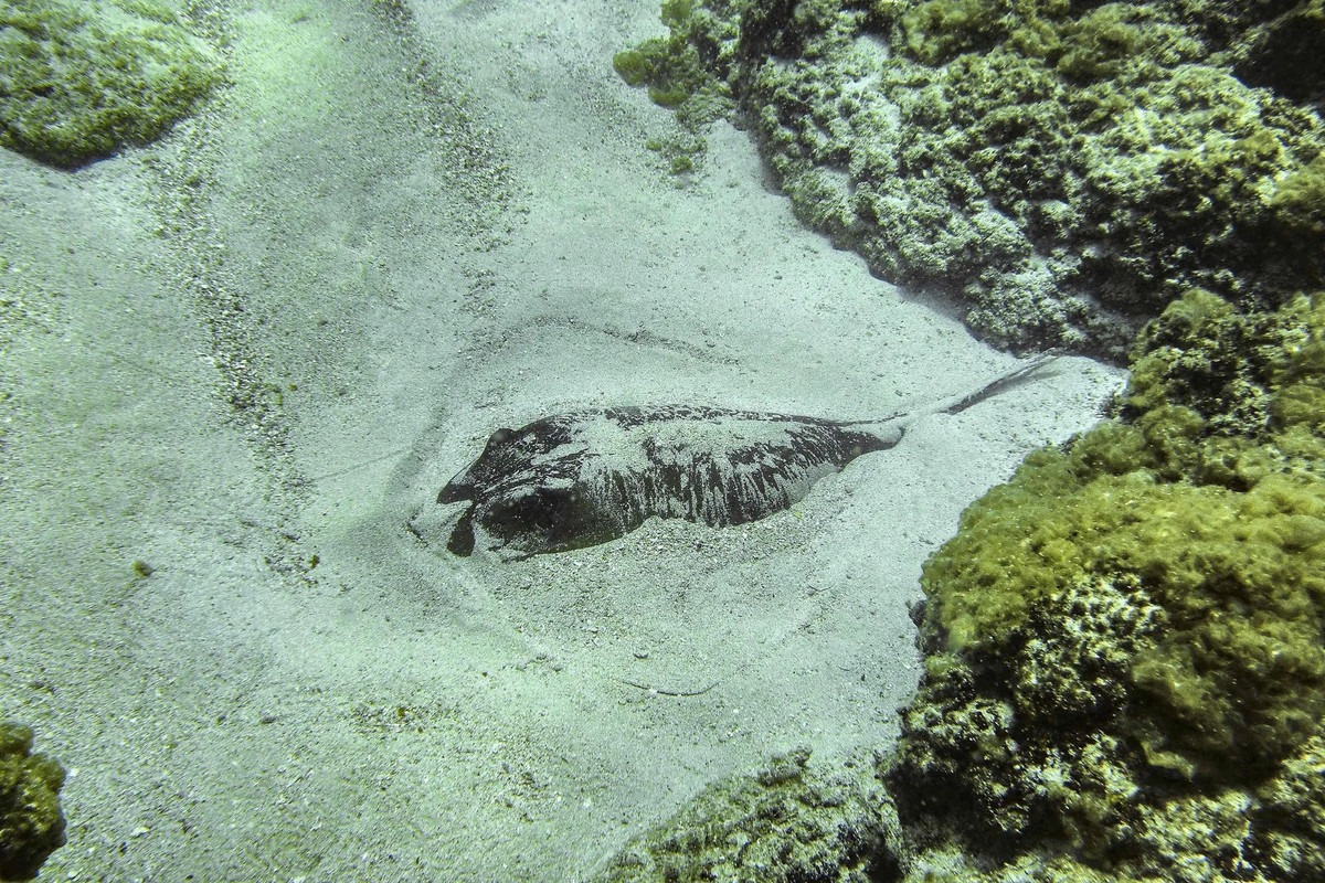 Một con cá đuối thuộc chi Dasyatis (loài bản địa ở Đại Tây Dương và Địa Trung Hải) ẩn mình trong cát cách mặt biển khoảng 7m ngoài khơi thành phố Batroun, phía bắc Lebanon. (Ảnh: AFP/Getty Images)