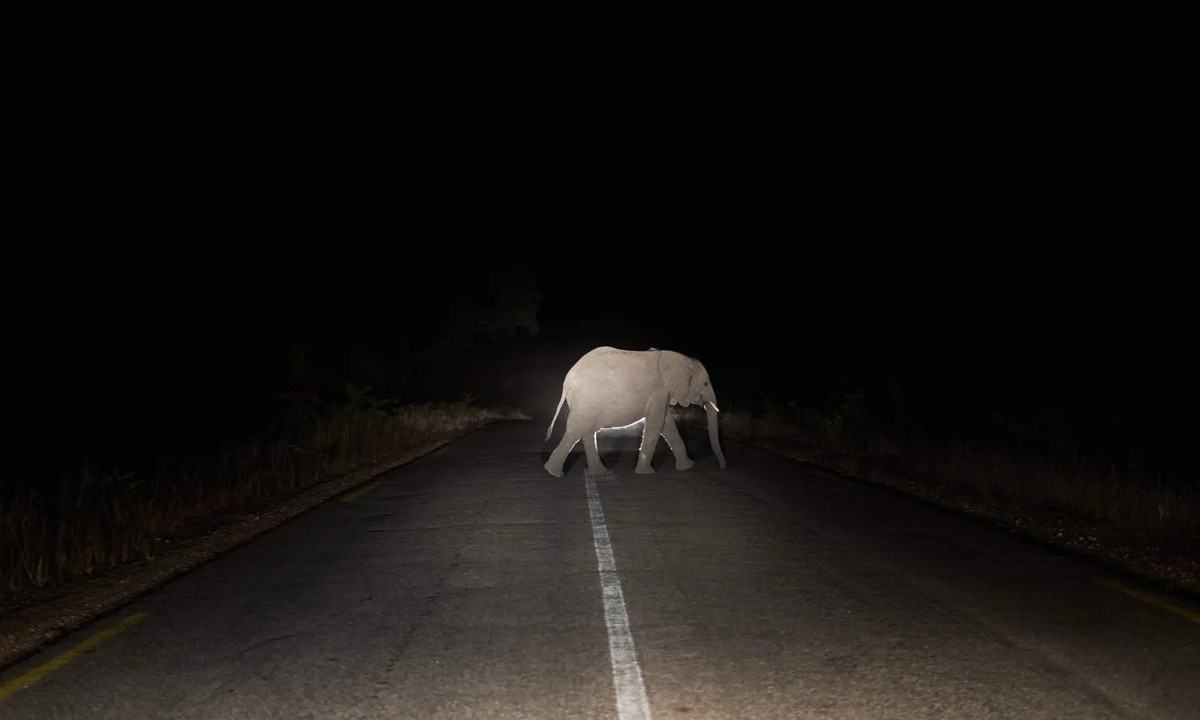 Một con voi băng qua cao tốc Bulawayo-Victoria Falls vào ban đêm ở Hwange, Zimbabwe. Vườn quốc gia Hwange có rất nhiều voi sinh sống. Zimbabwe và một số nước láng giềng ở miền nam châu Phi đã chứng kiến quần thể voi phát triển nhanh chóng trong những năm gần đây, và hiện là nơi sinh sống của khoảng 70% tổng số voi tại châu lục này. (Ảnh: AFP/Getty Images)