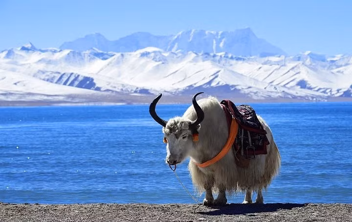 Cụ thể, các chuyên gia phát hiện băng vĩnh cửu ở cao nguyên Thanh Tạng đang tan nhanh trong khoảng 20 năm gần đây. Sự việc này khiến trữ lượng nước trong băng tuyết tại cao nguyên Thanh Tạng giảm khoảng 15% trong bối cảnh mực nước tăng lên.