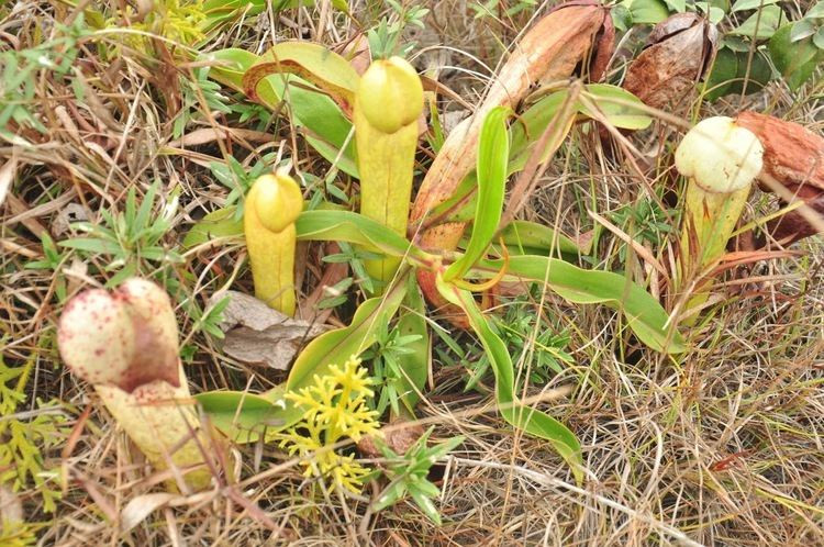"Những gì họ đang làm là sai trái và xin đừng tái phạm trong tương lai! Cảm ơn các bạn đã yêu quý tài nguyên thiên nhiên, nhưng đừng tận diệt nó", Bộ Môi trường Campuchia viết trên facebook.