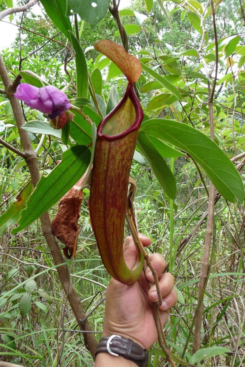 Theo các chuyên gia, chiếc củ lớn dưới lòng đất của cây nắp ấm Nepenthes holdenii sẽ “tái sinh” bình nắp ấm mới sau một thời gian đám cháy rừng quét qua hoặc sau thời kỳ hạn hán.