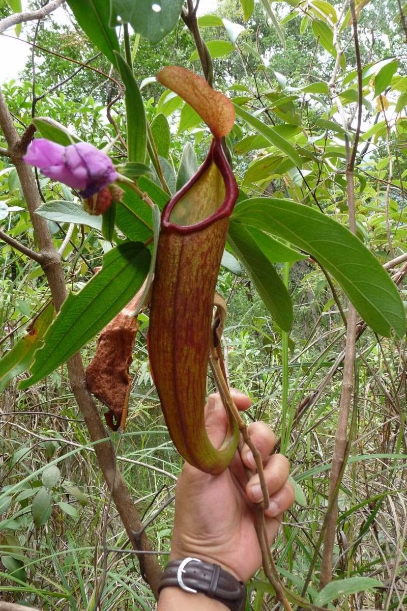 Theo các chuyên gia, chiếc củ lớn dưới lòng đất của cây nắp ấm Nepenthes holdenii sẽ “tái sinh” bình nắp ấm mới sau một thời gian đám cháy rừng quét qua hoặc sau thời kỳ hạn hán.