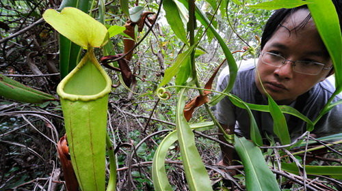 Loài cây này có chiếc nắp ấm màu xanh và đỏ đặc trưng. Chiều dài nắp ấm vào khoảng 30 cm và dùng để bắt và tiêu hóa côn trùng. Thông qua đó, cây Nepenthes holdenii hấp thụ chất dinh dưỡng để tồn tại và phát triển trong điều kiện khô cằn ở vùng núi cao.