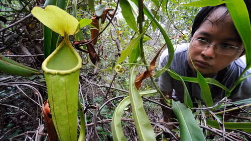 Loài cây này có chiếc nắp ấm màu xanh và đỏ đặc trưng. Chiều dài nắp ấm vào khoảng 30 cm và dùng để bắt và tiêu hóa côn trùng. Thông qua đó, cây Nepenthes holdenii hấp thụ chất dinh dưỡng để tồn tại và phát triển trong điều kiện khô cằn ở vùng núi cao.