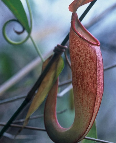 Cây nắp ấm Nepenthes holdenii là một loài thực vật ăn thịt thứ hai thuộc chi nắp ấm được tìm thấy tại Campuchia.