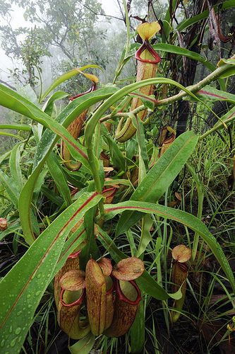 Giới chức trách Campuchia đã kêu gọi người dân, đặc biệt là khách du lịch không hái hoặc nhổ cây nắp ấm Nepenthes holdenii để tránh khiến loài thực vật quý hiếm này bị tuyệt chủng.