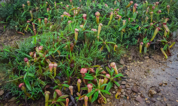 Bộ Môi trường Campuchia mới đăng lên mạng xã hội bức ảnh chụp 3 phụ nữ chụp ảnh cầm trên tay cây nắp ấm Nepenthes holdenii - loại cây trông giống "của quý".