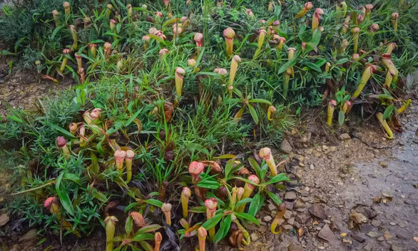 Bộ Môi trường Campuchia mới đăng lên mạng xã hội bức ảnh chụp 3 phụ nữ chụp ảnh cầm trên tay cây nắp ấm Nepenthes holdenii - loại cây trông giống "của quý".