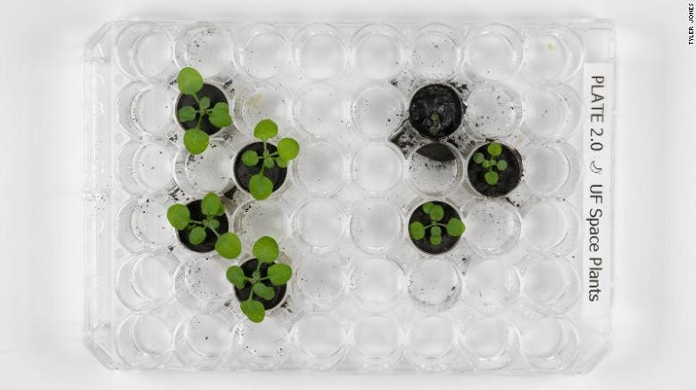 Theo 2 nhà nghiên cứu trên, lần đầu tiên giới khoa học trồng được cây trong đất lấy từ Mặt trăng. Số đất này do các phi hành gia mang về trong sứ mệnh chinh phục Mặt trăng trước đó.