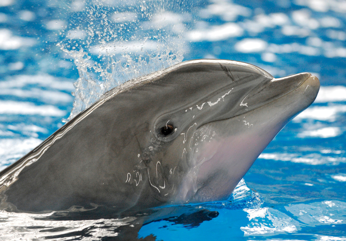 Thậm chí, những "điệp viên" không thể nói này có thể tấn công đối tượng lạ xâm nhập khu vực mục tiêu được bảo vệ.