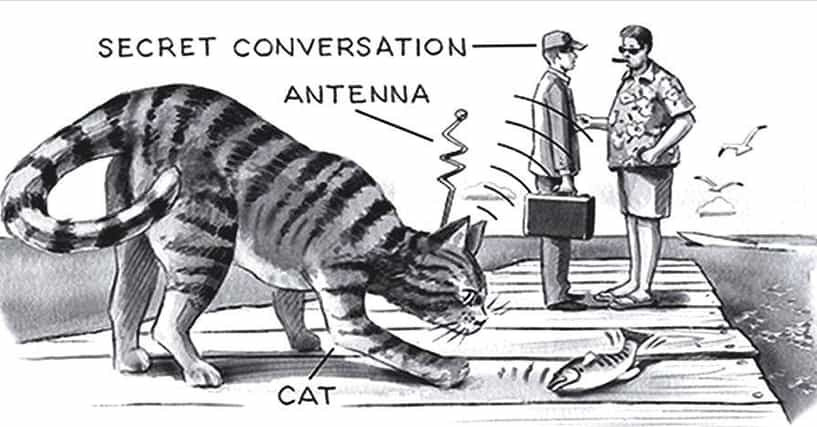 Cũng trong những năm 1960, Cục Tình báo Trung ương Mỹ (CIA) chi khoảng 10 triệu USD để biến mèo thành "chiến binh tình báo" tinh nhuệ.