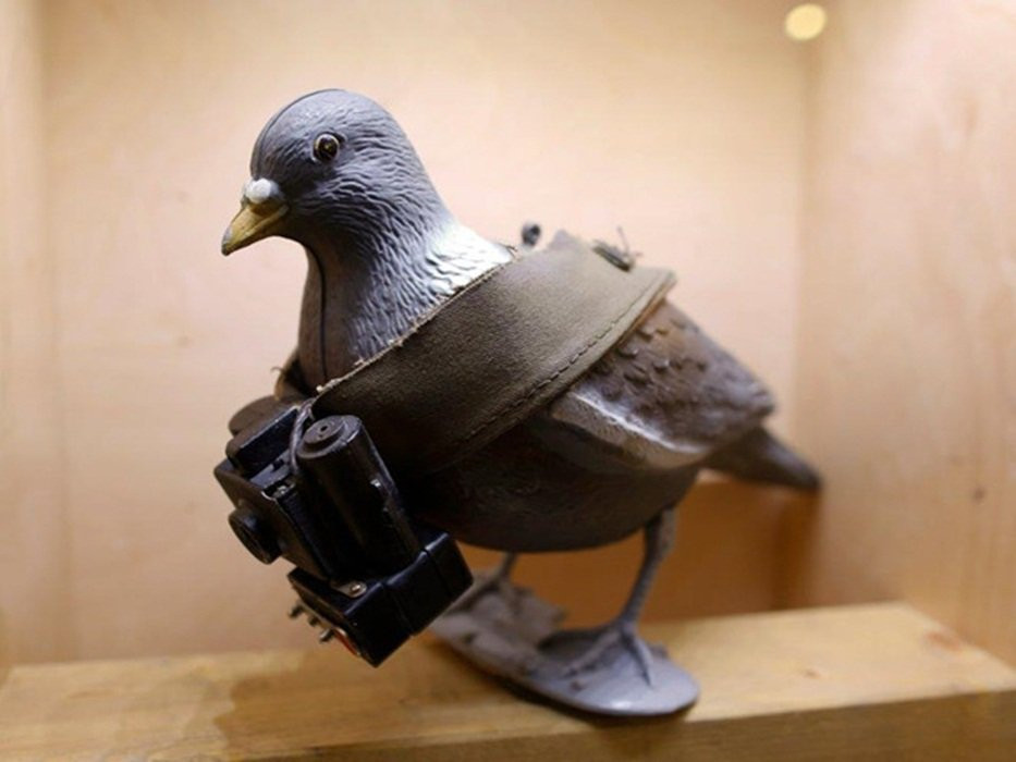 Bồ câu cũng từng được Mỹ huấn luyện làm điệp viên vào những năm 1960 - 1970. Khi ấy, quân đội Mỹ sử dụng những con chim bồ câu đã được huấn luyện bay qua lãnh thổ kẻ thù để làm nhiệm vụ do thám.