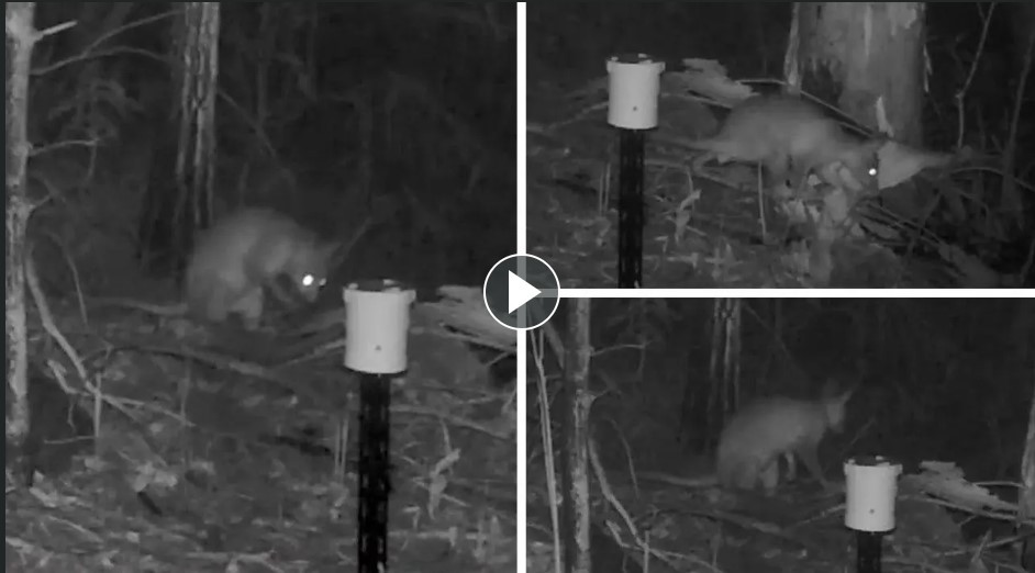 Wooster không biết sinh vật bí ẩn được camera quan sát ban đêm ghi hình lại thuộc loài động vật nào. Vì vậy, anh hỏi mọi người xem có biết đó là loại nào hay không.