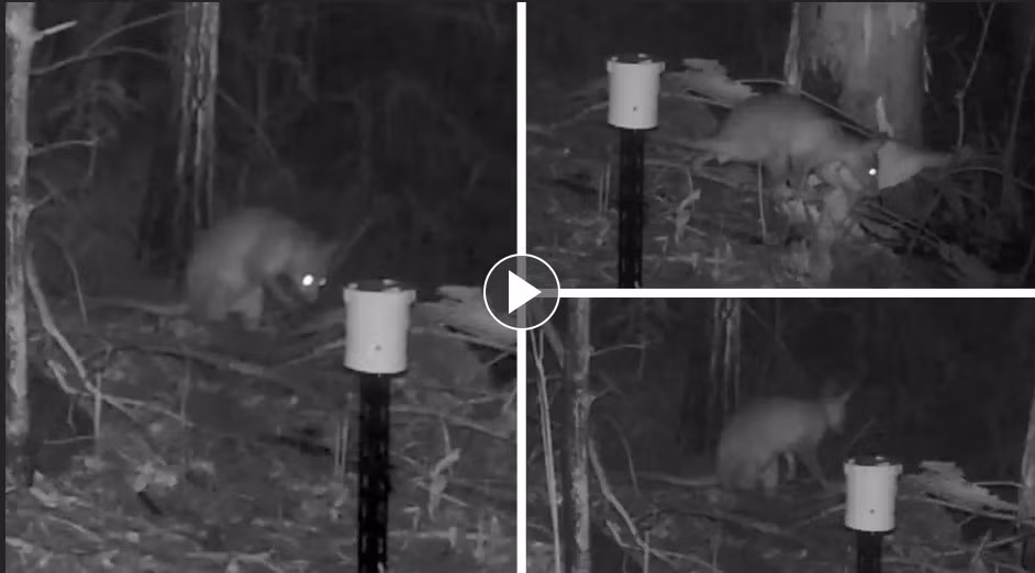 Wooster không biết sinh vật bí ẩn được camera quan sát ban đêm ghi hình lại thuộc loài động vật nào. Vì vậy, anh hỏi mọi người xem có biết đó là loại nào hay không.