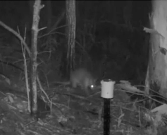 Theo Wooster, sinh vật nửa mèo nửa chuột túi xuất hiện trong khu rừng phía bắc thành phố Sydney, Australia.