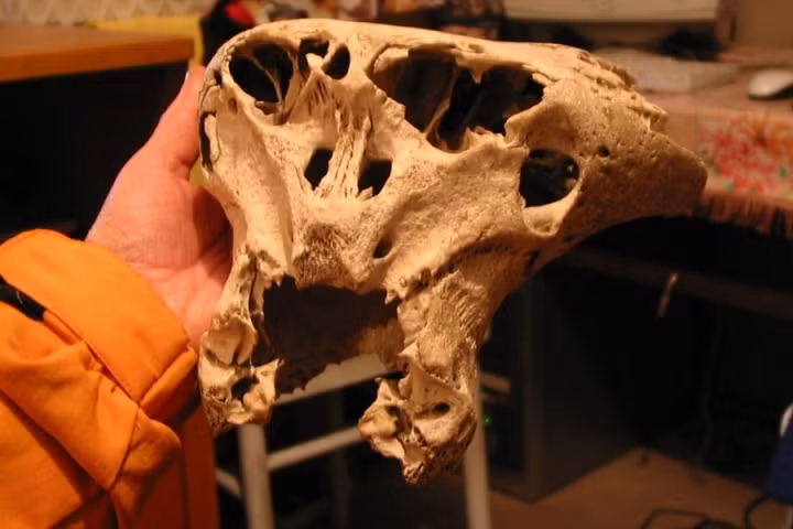 Những đặc điểm trên khiến giới chuyên gia cho rằng đó không phải là hộp sọ của con người. Từ đây, một giả thuyết cho rằng, 2 hộp sọ đó có khả năng thuộc về người ngoài hành tinh.