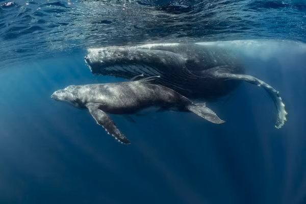 Trong những tháng mùa đông, cá voi lưng gù rời khỏi vùng nước băng giá ở Bắc Đại Tây Dương và di cư qua vùng biển nước Anh để đến các vùng biển ấm áp hơn.