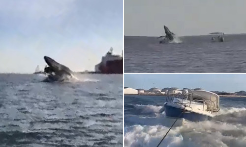 Theo nội dung trong video, con cá voi lưng gù nhảy lên khỏi mặt nước như thường lệ. Thế nhưng, thay vì "đáp" xuống dưới nước, con vật va phần đuôi một chiếc thuyền du lịch.