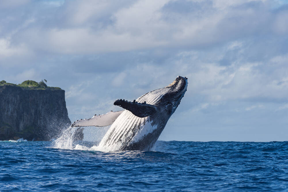 Đặc điểm nổi bật của cá voi lưng gù là có vây ngực dài khác thường và đầu có u. Nó thường biểu diễn màn nhào lộn trên mặt nước khiến du khách thích thú khi ngắm nhìn.