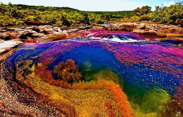 Theo các chuyên gia, sông Caño Cristale có sự chuyển màu độc đáo như vậy là do một loại cây thủy sinh có tên Macarenia Clavigera, loài đặc hữu của Sierra de la Macarena - một rặng núi nằm ở phía Nam thủ đô Bogota. Ngoài ra, rêu, các loài thủy sinh và san hô cũng góp phần "tô điểm" cho màu sắc của dòng sông này.