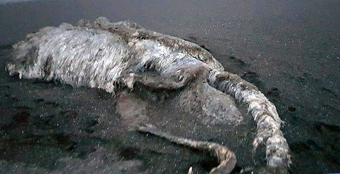 Trong khi đó, nhà khoa học hàng hải người Nga Sergei Kornev thuộc Viện Nghiên cứu Thủy sản và Hải Dương học cho rằng quái vật dạt vào bờ ở Kamchatka có thể là một phần của một con cá voi.