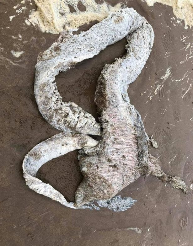 Anh Walden suy đoán đây có thể là một con mực khổng lồ hoặc bạch tuộc. Tuy nhiên, một số người khác cho rằng, "thủy quái" này có thể là một con lươn, ruột cá voi hoặc thậm chí là "người ngoài hành tinh".