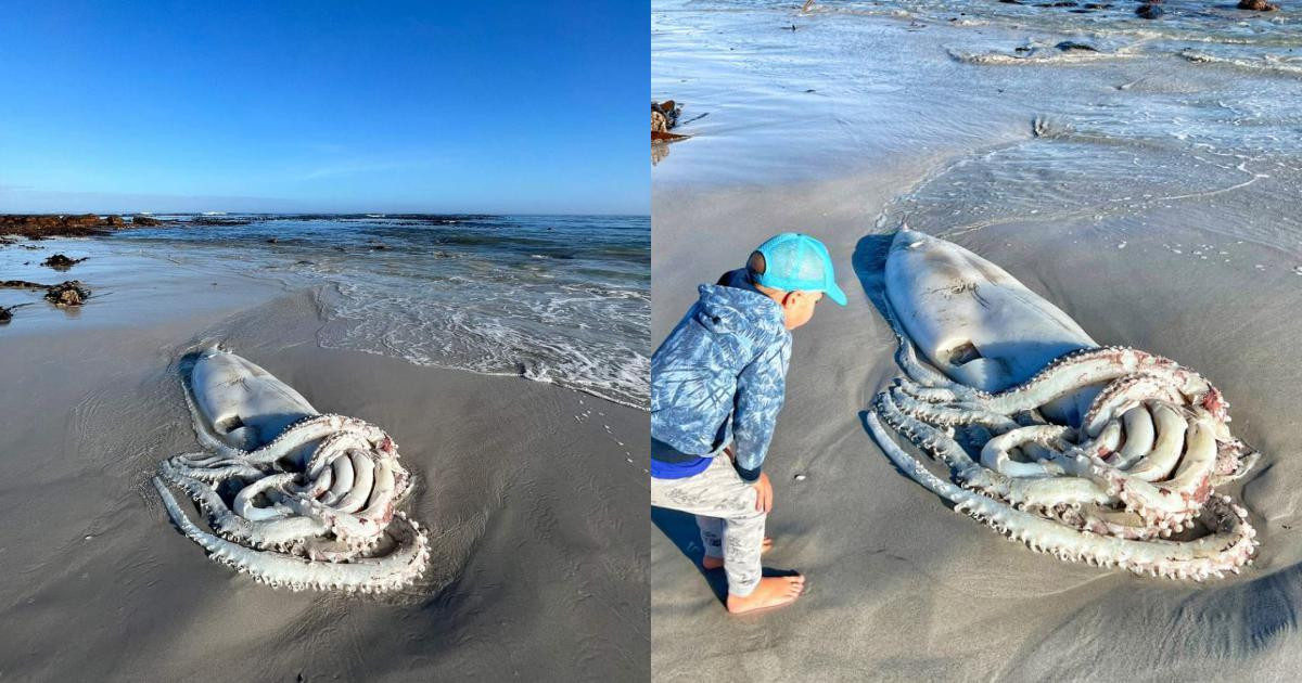 Theo các chuyên gia, mực khổng lồ nằm trong số những động vật có lối sống ẩn dật nhất hành tinh. Chúng sống ở vùng biển sâu từ 300 - 1.000m và rất ít khi ngoi lên mặt biển. Vì vậy, giới khoa học chụp được rất ít ảnh về những con mực khổng lồ còn sống.