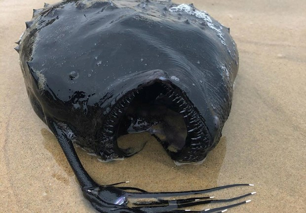 Đây không phải là lần đầu tiên người dân phát hiện xác "thủy quái" khổng lồ dạt vào bờ. Tháng 5/2021, du khách đi dạo bờ biển California, Mỹ đã tìm thấy xác một "thủy quái" có màu đen sì.