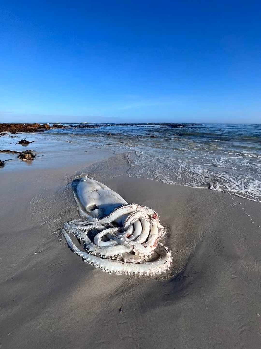 Cư dân Alison Paulus tại Cape Town kiêm nhà sáng lập tổ chức bảo tồn động vật hoang dã Volunteer and Explore cho hay thân của mực mới dạt vào bãi biển có chiều dài khoảng 2,2m. Tính thêm xúc tu và các tay, "thủy quái" khủng này có chiều dài hơn 3,5m.