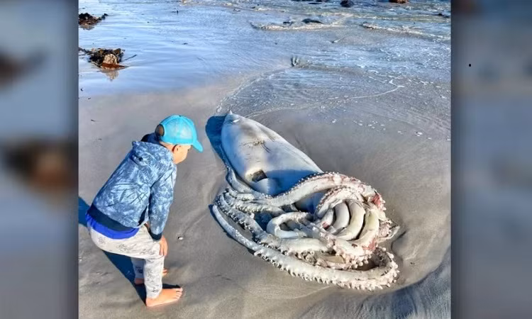 Dư luận hiện xôn xao trước thông tin những người đi dạo biển ở Long Beach, Kommetjie, Nam Phi thì bất ngờ bắt gặp một " thủy quái" dạt vào bờ. Đó là xác một con mực khổng lồ.
