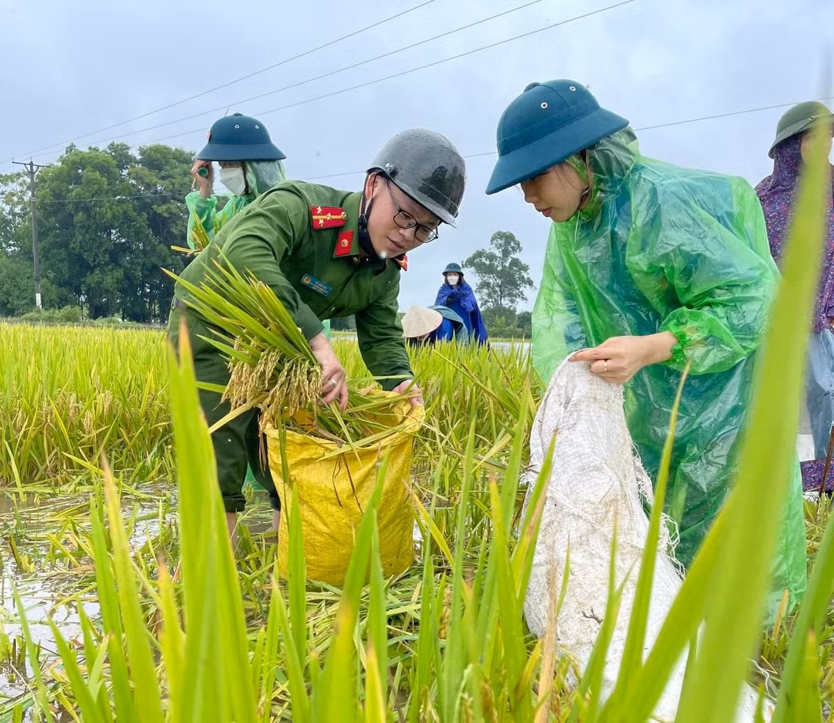 Sáng ngày 24/5, mức nước lên cao khiến nhiều diện tích hoa màu, lúa của người dân bị chìm trong biển nước.