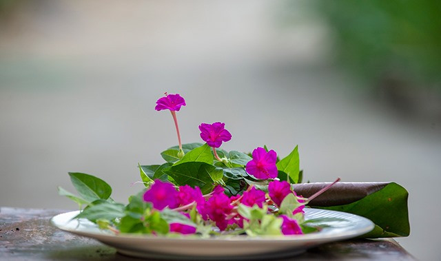 Các cung phi, phụ nữ thời Nguyễn có một số bí quyết làm đẹp vô cùng độc đáo. Trong số này, họ thường sử dụng hoa phấn (tên khoa học là Mirabilis jalapa) hay còn gọi là hoa "cung nữ" để làm phấn trang điểm. Sau khi hoa tàn, đài hoa sẽ phát triển một loại trái to bằng hạt đậu, có hình thu giống hạt hồ tiêu khô. Bên ngoài vỏ cứng màu đen, nhăn nheo nhưng bên trong có chứa một loại tinh bột trắng tinh. Nó được dùng để làm phấn cho các phi tần trong cung có tác dụng làm đẹp, mát da, mịn da và láng da.