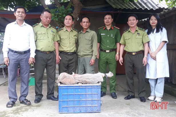 Mới đây, Vườn Quốc gia Vũ Quang tiếp nhận 8 cá thể rùa quý hiếm do ông Trương Công Dũng (thôn Trung Tiến, xã Kỳ Thượng, huyện Kỳ Anh, tỉnh Hà Tĩnh) bàn giao để thả về môi trường tự nhiên.