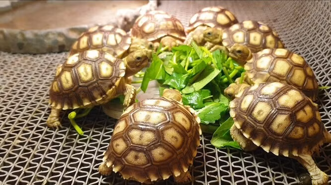 Mai của rùa sa nhân có màu vàng hoặc nâu sáng, bờ sau mai có riềm răng cưa.