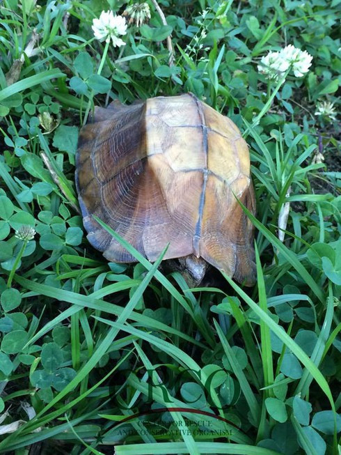Trong khi ấy, rùa sa nhân (tên khoa học là Cuora mouhotii), thuộc nhóm IIB, nằm trong Sách đỏ Việt Nam. Đây là loại động vật nguy cấp, quý hiếm cần được bảo vệ nghiêm ngặt.