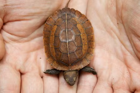 Rùa hộp trán vàng miền Bắc (tên khoa học là Cuora galbinifrons) là loài động vật quý hiếm thuộc nhóm IB, nằm trong Sách đỏ Việt Nam và thế giới.