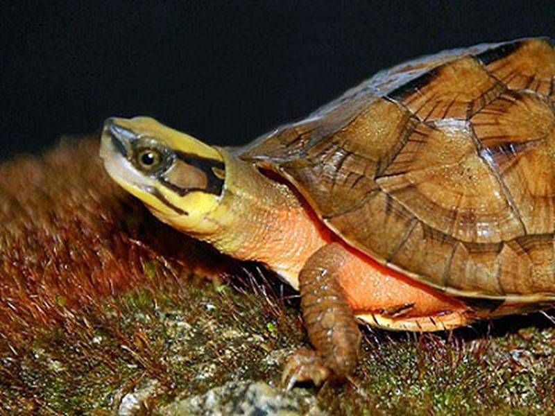 Các chuyên gia cho hay 8 cá thể rùa quý hiếm được ông Dũng bàn giao cho Vườn Quốc gia Vũ Quang thuộc 2 loại. Trong đó 2 cá thể thuộc rùa hộp trán vàng miền Bắc và 6 cá thể khác thuộc loài rùa sa nhân.