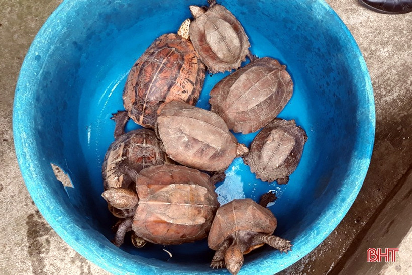 Theo ông Dũng, cách đây vài tháng, ông đi làm nương rẫy thì vô tình bắt được 8 cá thể rùa trên nên mang về nhà nuôi. Về sau, khi biết được các quy định nuôi nhốt động vật hoang dã, ông Dũng đã làm đơn xin tự nguyện giao nộp số rùa quý hiếm trên cho cơ quan chức năng.