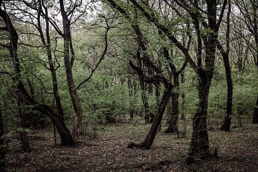 "Tam giác quỷ" của Romania còn là nơi xảy ra một số vụ mất tích bí ẩn. Theo người dân địa phương, một người chăn cừu cùng đàn cừu hơn 200 con mất tích sau khi tiến vào sâu trong khu rừng Hoia Baciu.